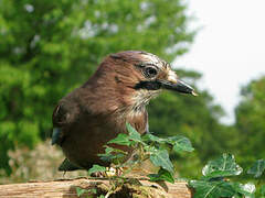 Eurasian Jay