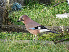 Eurasian Jay