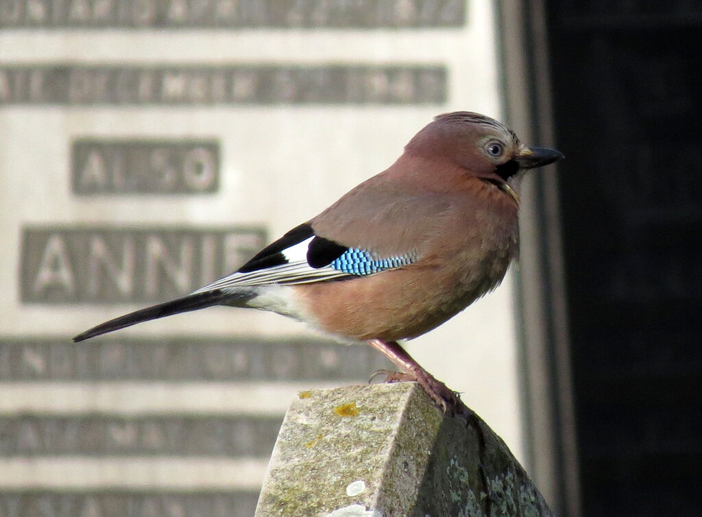 Eurasian Jay