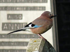 Eurasian Jay