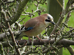 Eurasian Jay