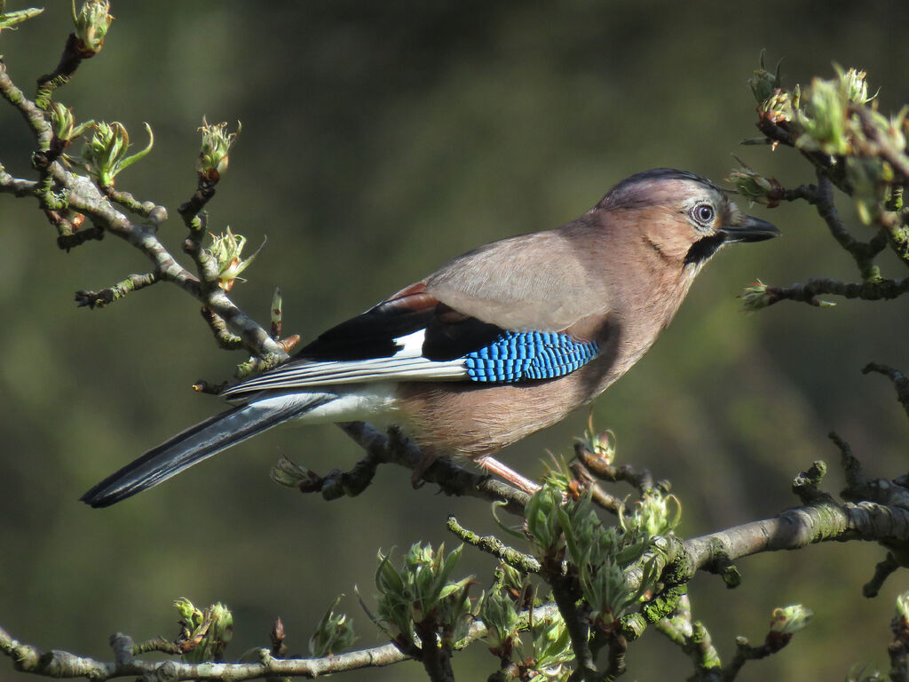 Eurasian Jay