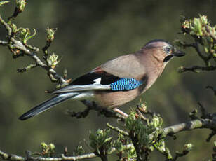 Geai des chênes