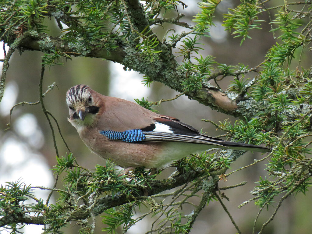 Eurasian Jay