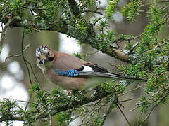 Eurasian Jay