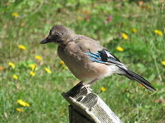 Eurasian Jay