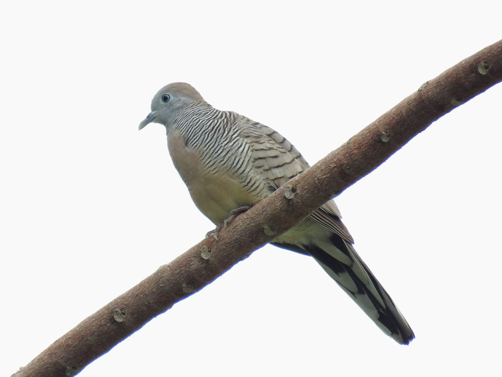 Zebra Dove