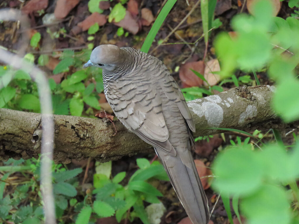 Zebra Dove