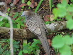 Zebra Dove