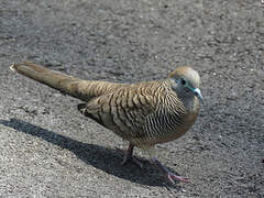 Zebra Dove