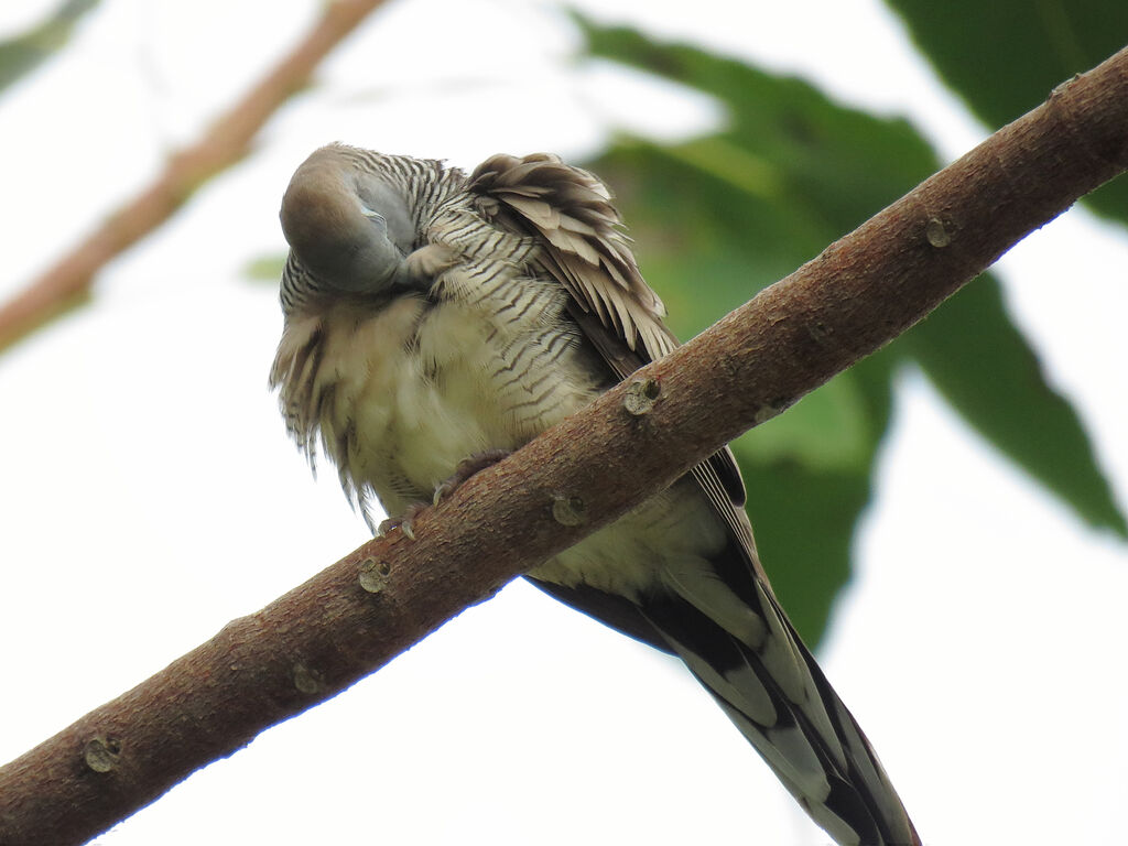 Zebra Dove