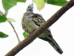 Zebra Dove