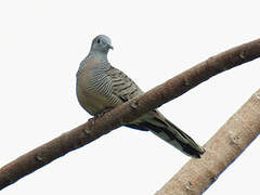 Zebra Dove