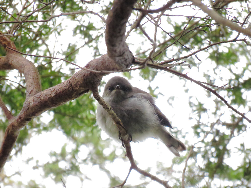 Grey Gerygonejuvenile