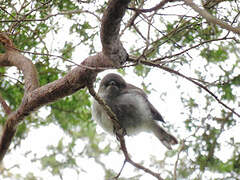 Grey Gerygone