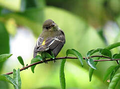 Yellow-rumped Flycatcher