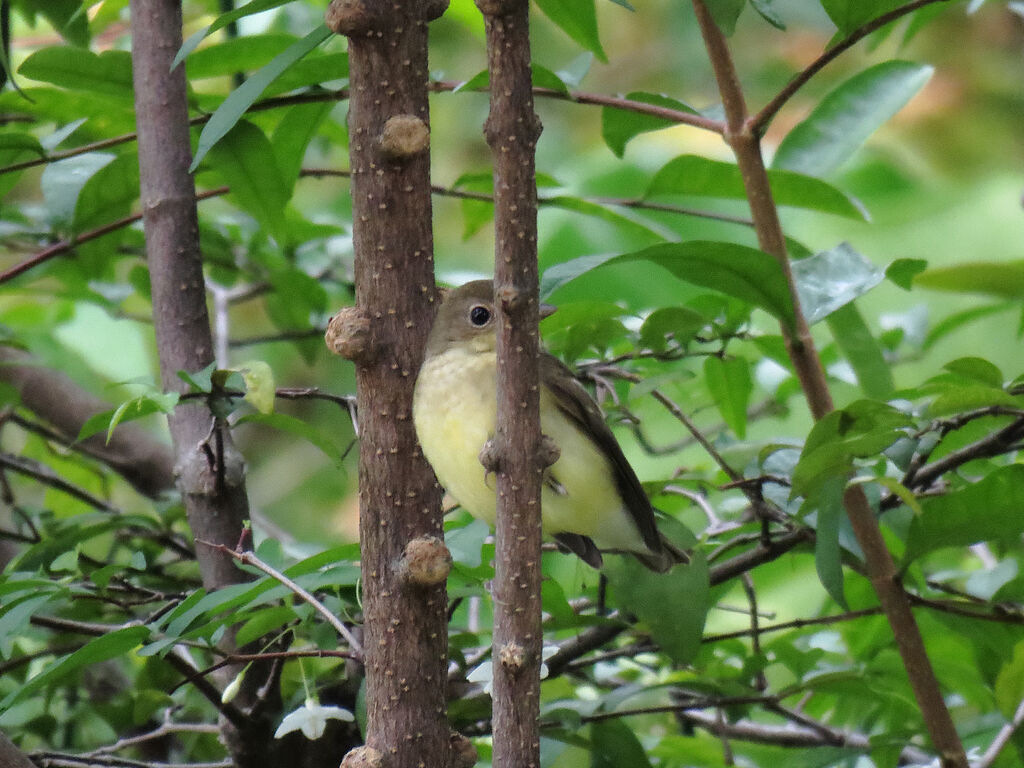 Yellow-rumped Flycatcher female