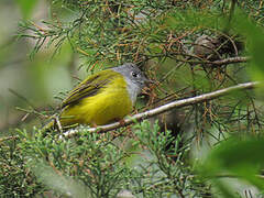 Grey-headed Canary-flycatcher