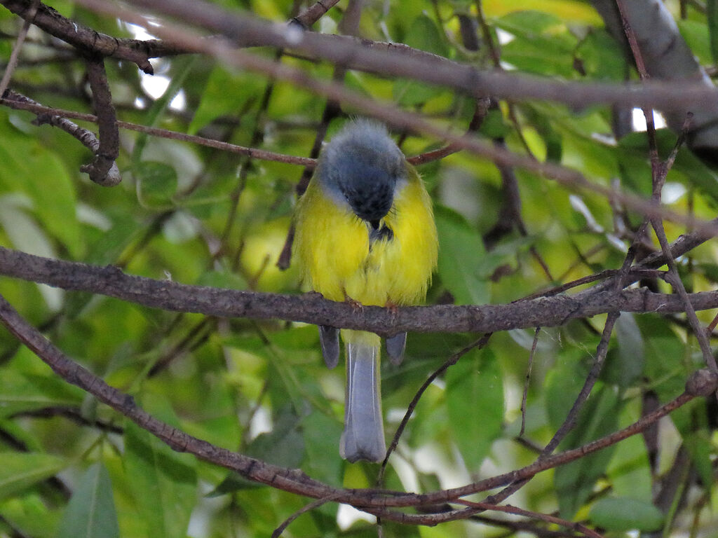 Grey-headed Canary-flycatcher