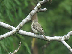 Asian Brown Flycatcher