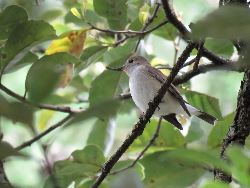 Taiga Flycatcher