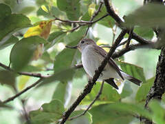 Taiga Flycatcher