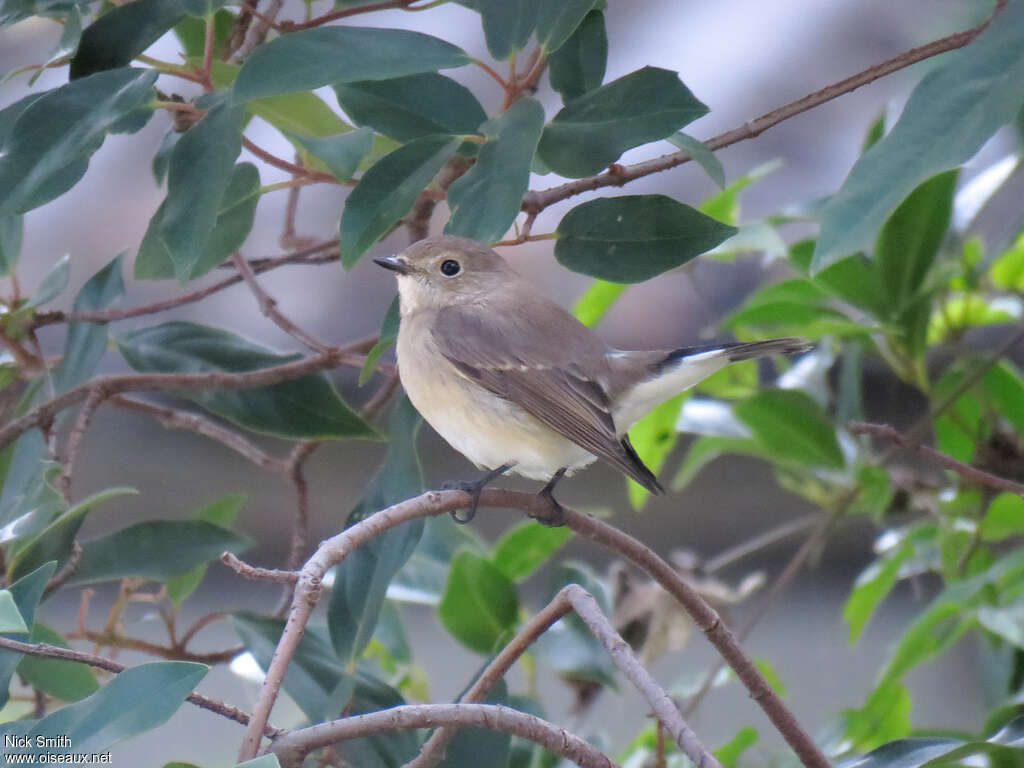 Gobemouche de la taïga1ère année, habitat, pigmentation