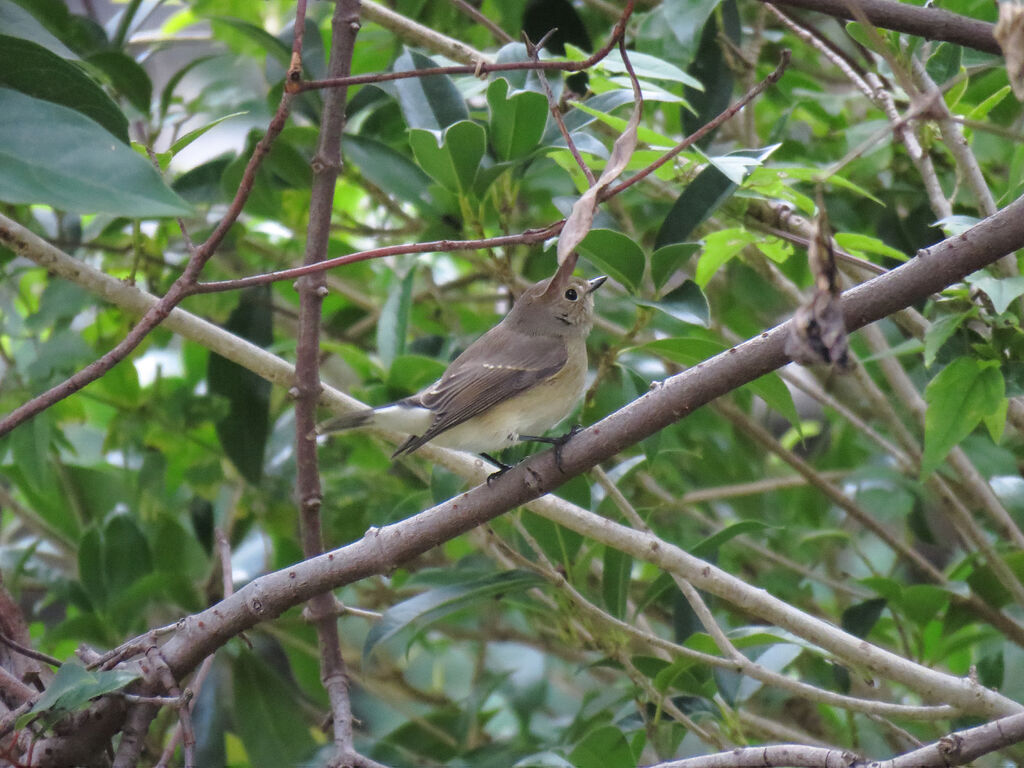 Taiga Flycatcher