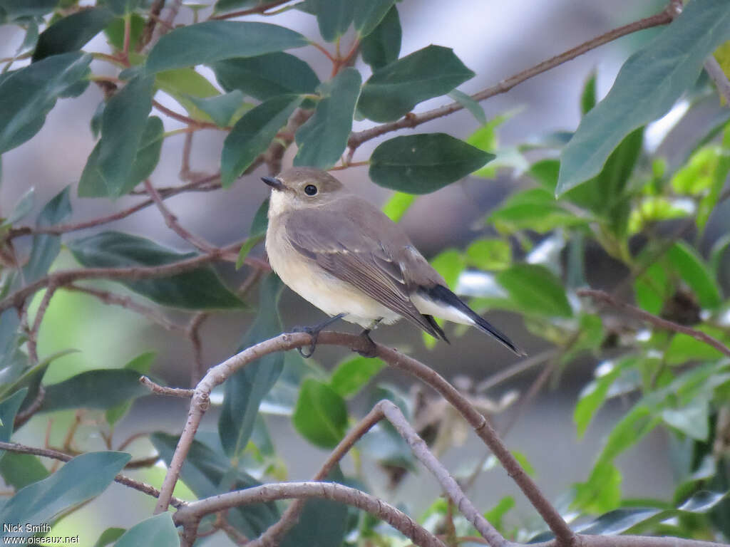 Taiga FlycatcherFirst year, identification