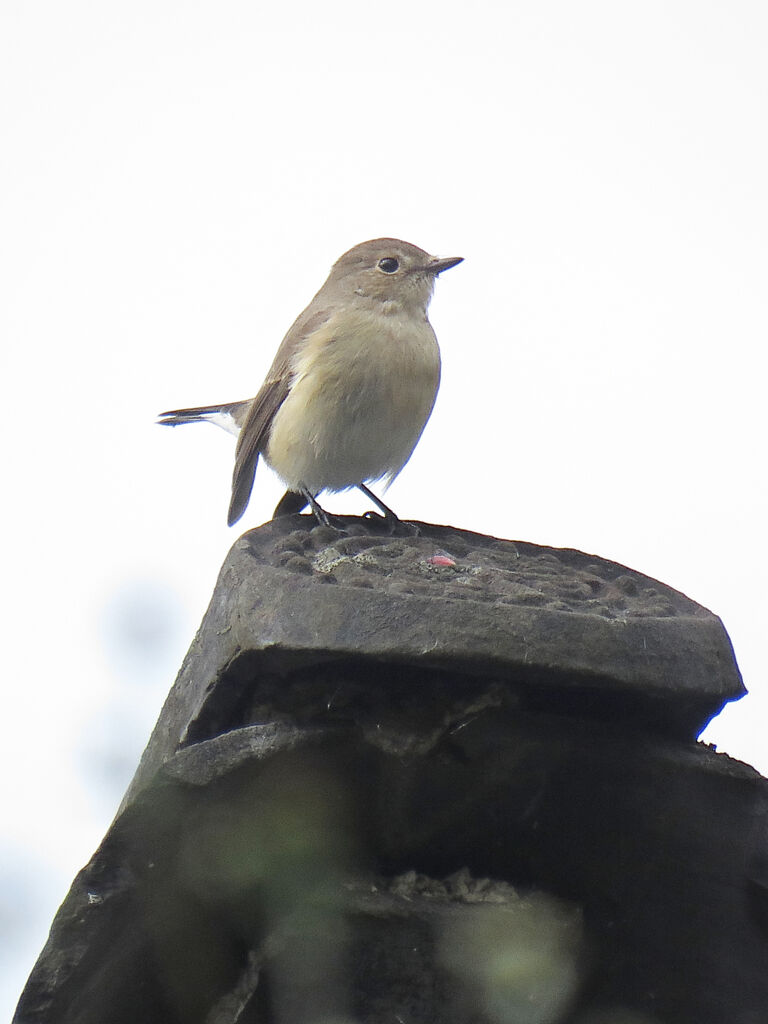 Taiga Flycatcher