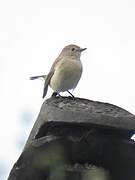 Taiga Flycatcher