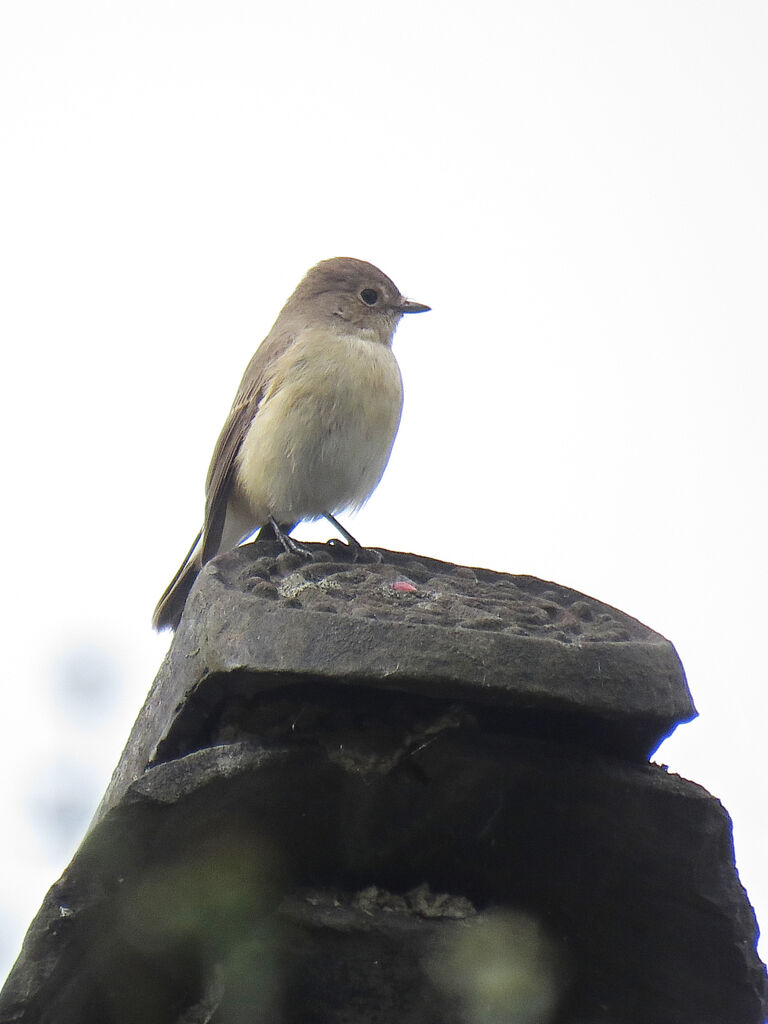 Taiga Flycatcher