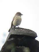 Taiga Flycatcher