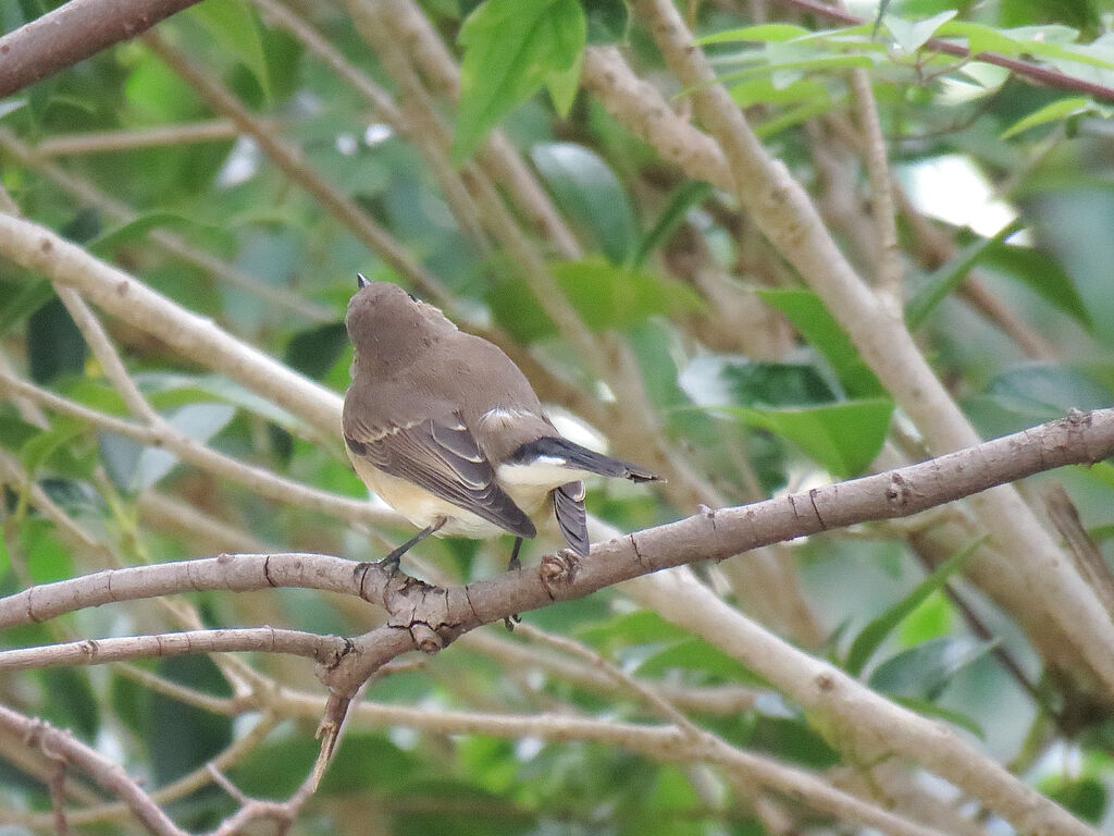 Taiga Flycatcher