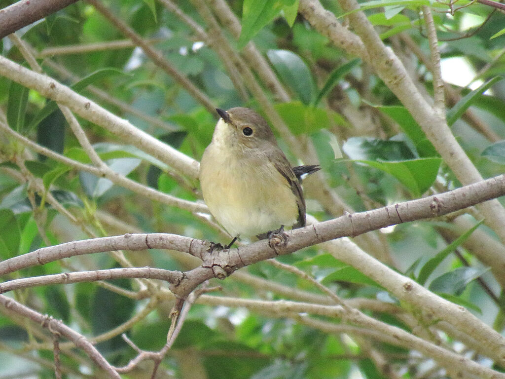 Taiga Flycatcher