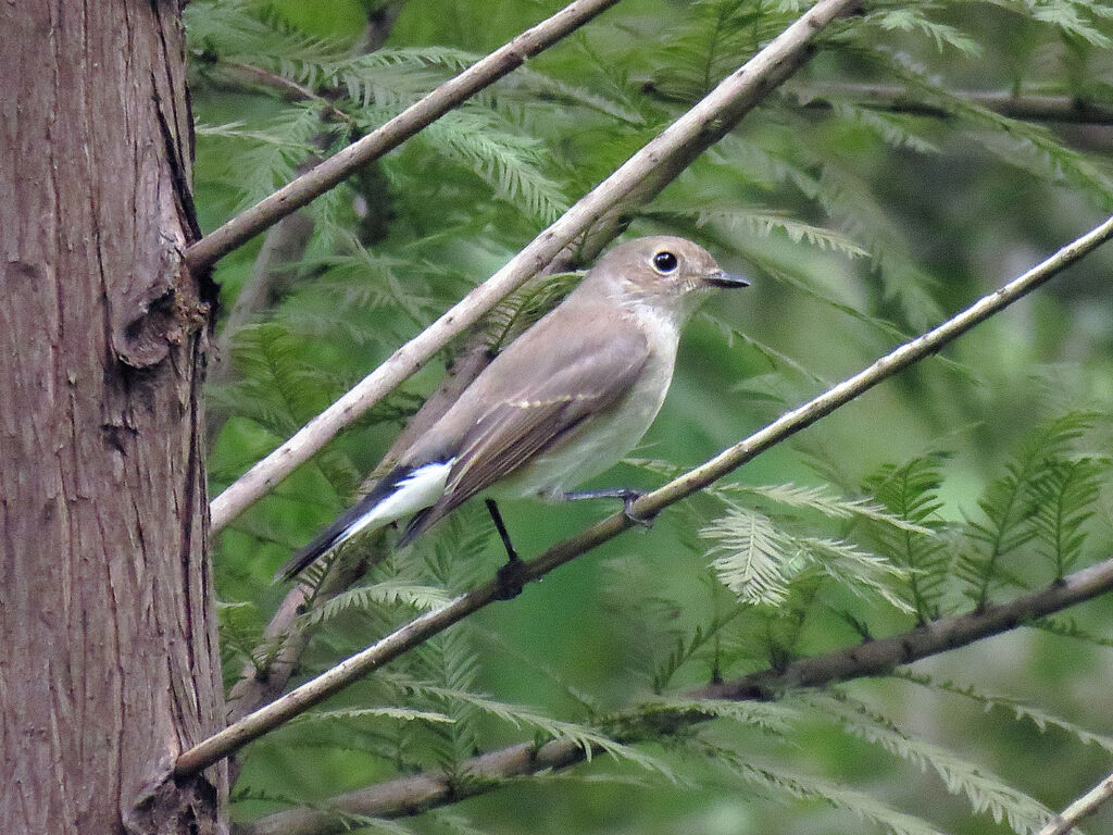 Taiga Flycatcher