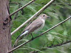 Taiga Flycatcher