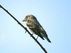 Dark-sided Flycatcher