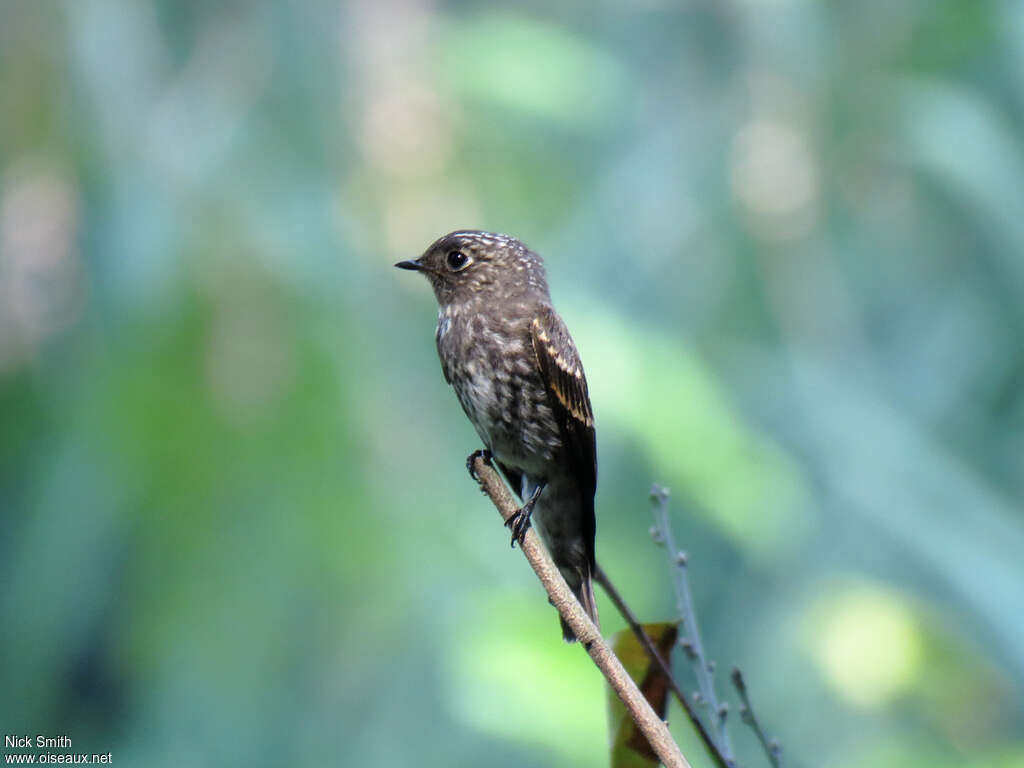 Dark-sided Flycatcherjuvenile, identification