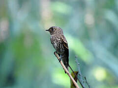 Dark-sided Flycatcher