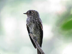 Dark-sided Flycatcher