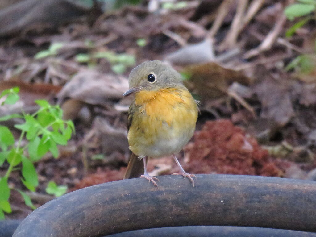 Hill Blue Flycatcher