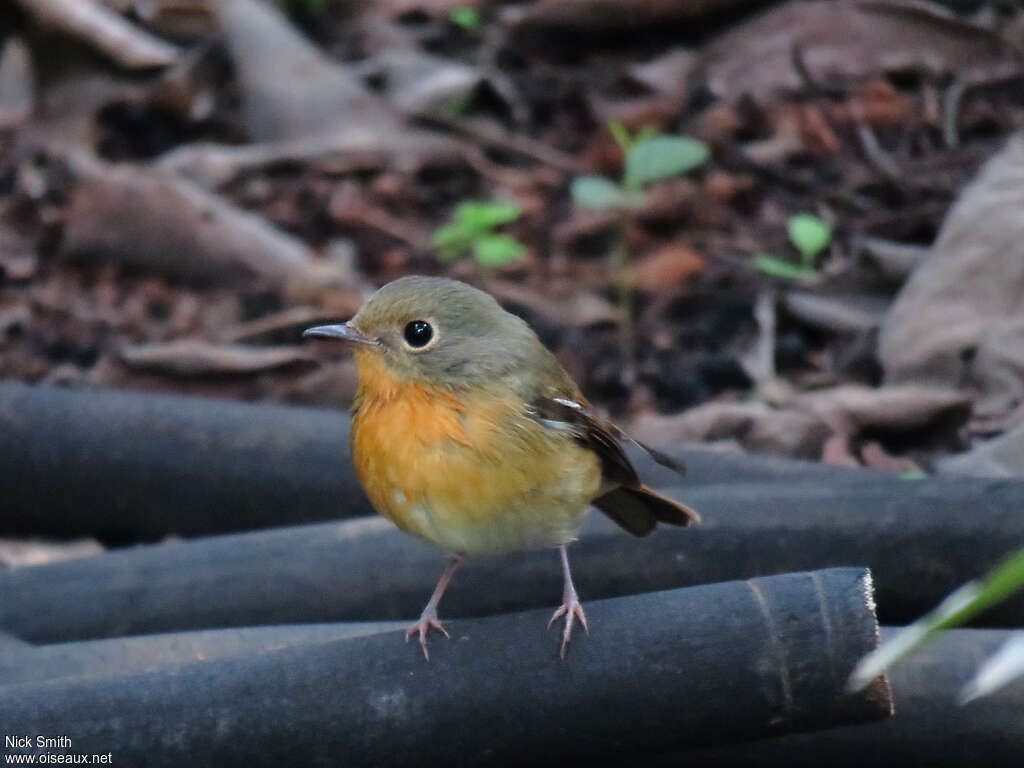 Hill Blue Flycatcher female adult, pigmentation