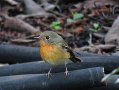 Hill Blue Flycatcher