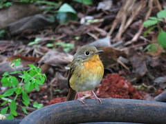 Hill Blue Flycatcher