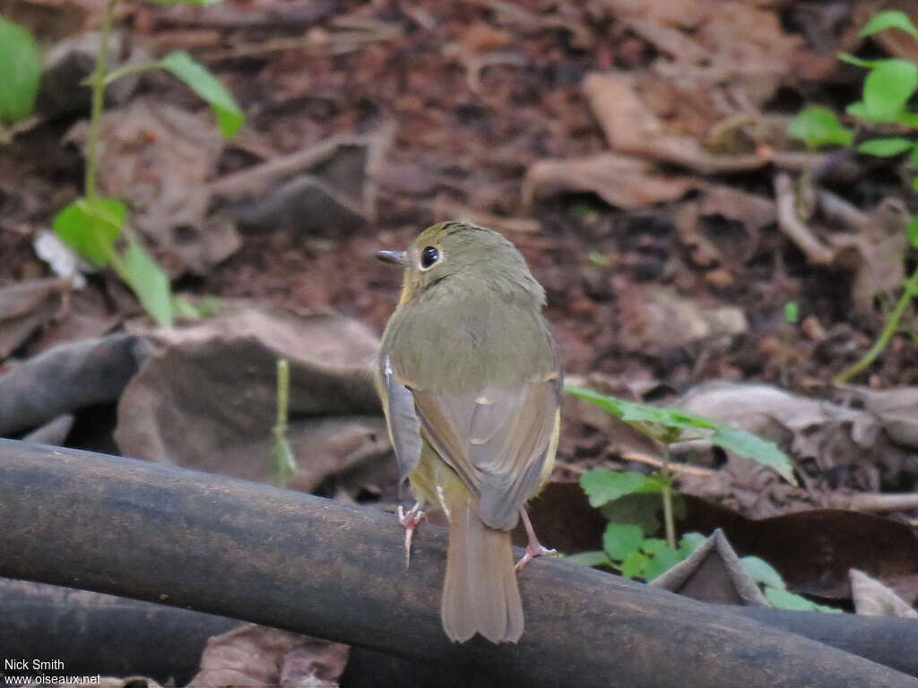 Hill Blue Flycatcher female, pigmentation