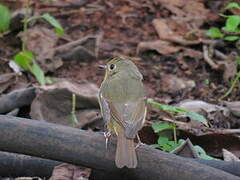 Hill Blue Flycatcher