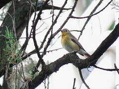 Hill Blue Flycatcher