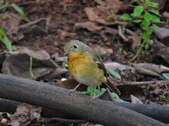 Hill Blue Flycatcher