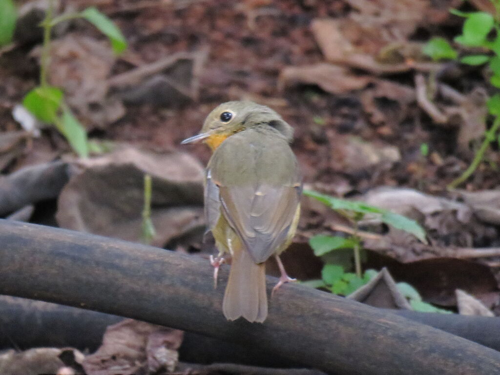 Hill Blue Flycatcher